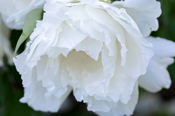 Close-up of large white peony flower