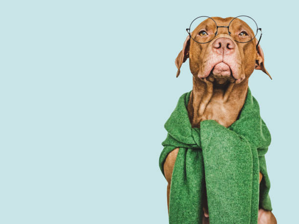 istock Lovable, pretty brown puppy. Isolated background. Closeup 1471487382