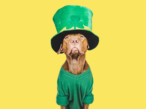 istock Puppy and a bright green leprechaun hat 1471487427