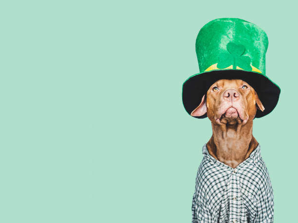 istock Puppy and a bright green leprechaun hat 1471487439