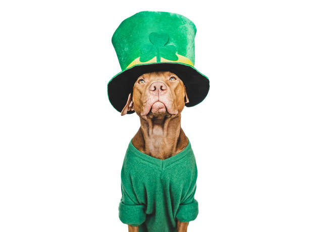 istock Puppy and a bright green leprechaun hat 1471487458
