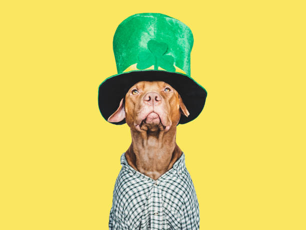 istock Puppy and a bright green leprechaun hat 1471487531