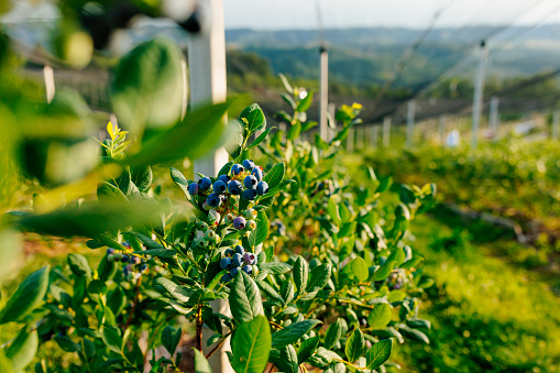 Shot of a field of blueberries under a greenhouse.