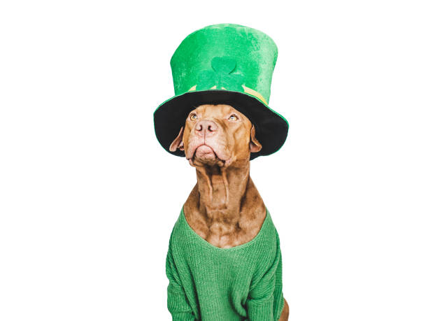 istock Puppy and a bright green leprechaun hat 1471487553