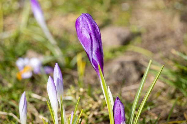 istock closed crocuses on the lawn 1471487742