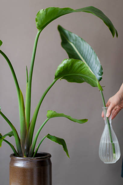 istock modern trendy green plant 1471488499