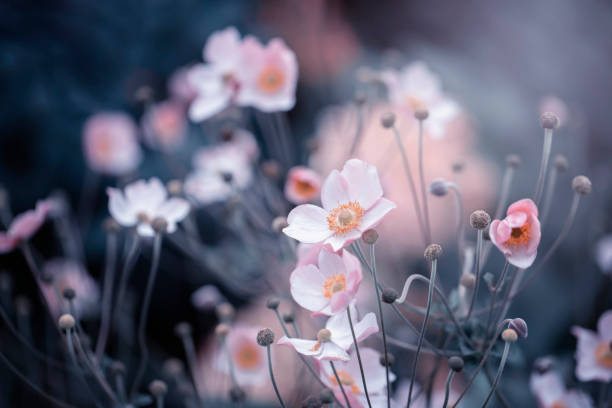 istock Japanese anemones. Summer anemones. 1471488541