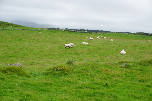 In Ireland, looking at a meadow used as a pasture for sheep photographed on a summer day with a cloudy sky