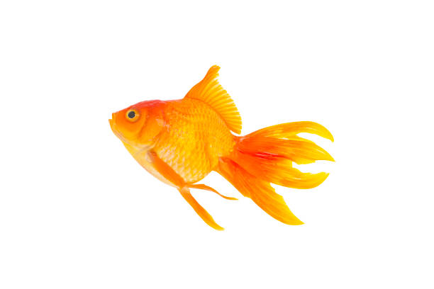 istock Asian goldfish isolated 1471489878