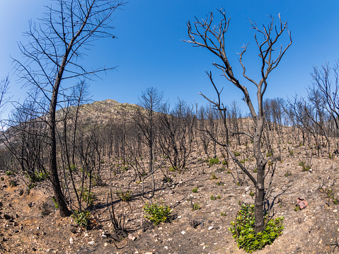 Trees burned in a forest fire