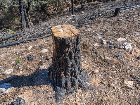 Felled pine trunk after a fire