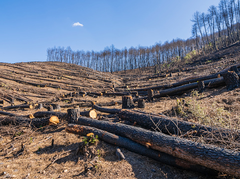 Trees burned in a forest fire