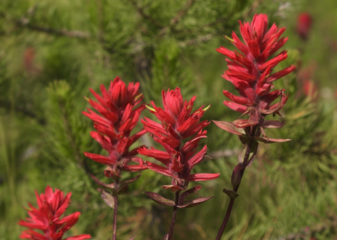 Bright red stalks of Indian Paintbrush