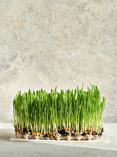 istock Fresh young green barley grass blades growing in soil in sunlight 1471493461