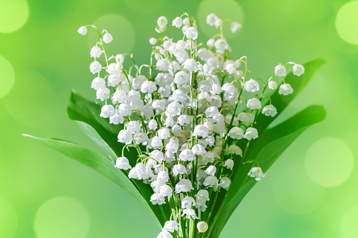 Blossom white lily of the valley on a green background in springtime macro photography. Garden May bells buds on a thin stem in summertime close-up photo.  Convallaria majalis floral background.