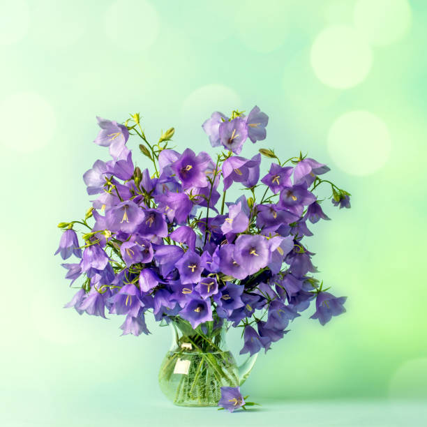 A DSLR photo of beautiful Bluebell flowers (Campanula) in a vase. Beautiful defocused lights bokeh background. Space for copy.