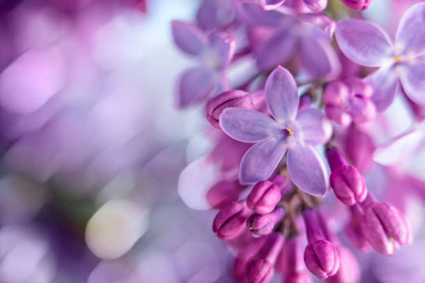 istock Lilac blossom close-up with copy space and bokeh 1471494946