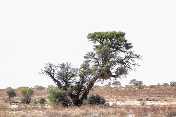 Majestic Tree of  Kgalagadi transfrontier park in dry land, South Africa