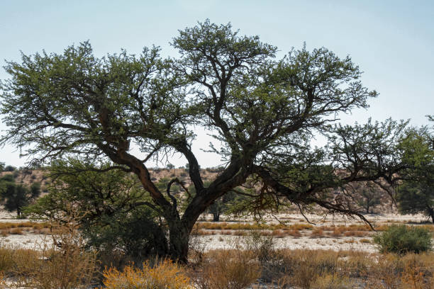 istock Dead tree stump in Kgalagadi transfrontier park, South Africa 1471496608