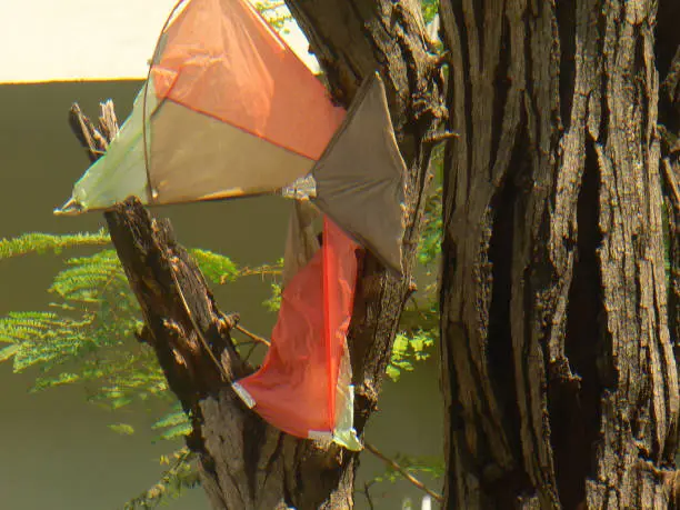 Photo of Dashed hope. A torn paper kite entangled around a branch.