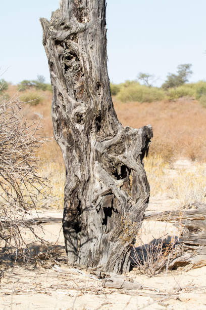 Dead tree stump in Nossob riverbed during drough in Kgalagadi transfrontier park, South Africa