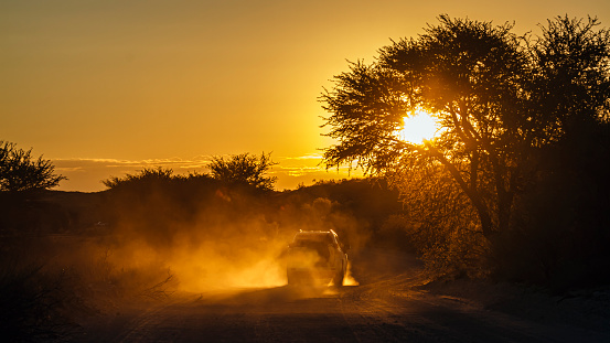 Sunset scenery with dust of car safari in Kgalagadi transfrontier park, South Africa; specie family of