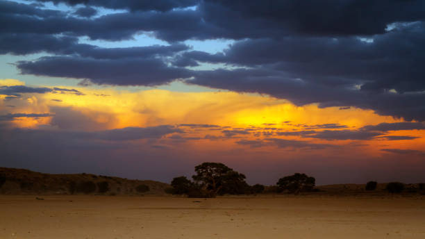 istock Sunset in Kgalagadi transfrontier park, South Africa 1471497817