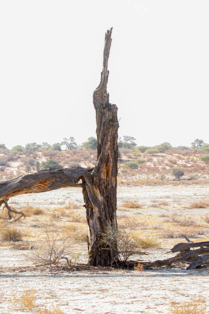 istock Dead tree stump in Kgalagadi transfrontier park, South Africa 1471497842