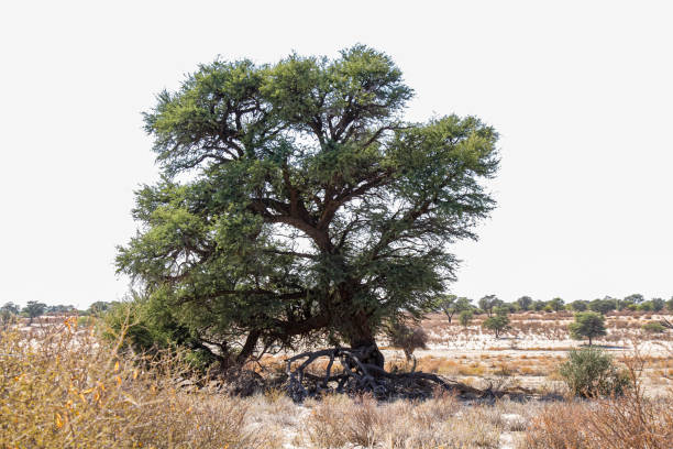 istock Dead tree stump in Kgalagadi transfrontier park, South Africa 1471498339