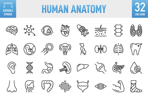 Human Anatomy - Thin line vector icon set. Pixel perfect. Editable stroke. For Mobile and Web. The set contains icons: Internal Organ, Human Internal Organ, Healthcare And Medicine, Anatomy, Lung, Heart - Internal Organ, The Human Body, Liver - Organ Human Anatomy - Thin line vector icon set. 32 linear icon. 64x64 Pixel perfect. Editable stroke. For Mobile and Web. The set contains icons: Internal Organ, Human Internal Organ, Healthcare And Medicine, Anatomy, Lung, Heart - Internal Organ, The Human Body, Liver - Organ, Stomach, Muscle, Uterus, Fetus human internal organ stock illustrations