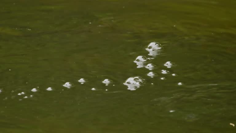 Platypus - Ornithorhynchus anatinus, duck-billed platypus, strange water marsupial with duck beak and flat fin tail swimming in lake, egg-laying mammal endemic to eastern Australia and Tasmania