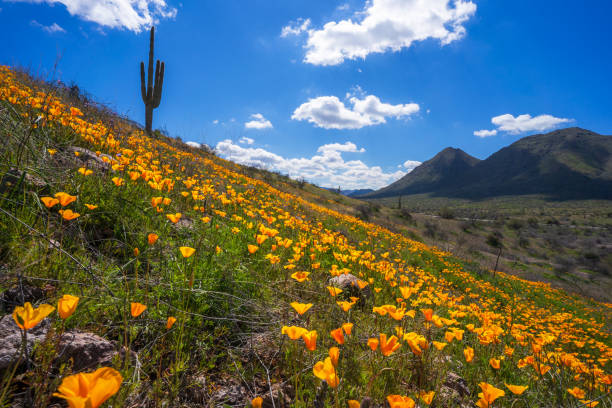 Field of California golden poppies blooming on a hill with saguaro cactus near Bush Highway in Arizona stock photo