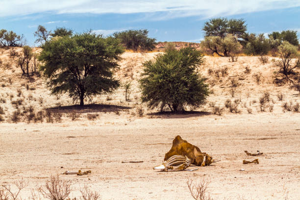 Giraffe carcasse in dryland in Kgalagadi transfrontier park, South Africa; specie family of