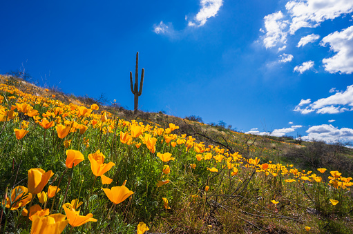 Field of California golden poppies blooming on a hill with saguaro cactus near Bush Highway in Arizona