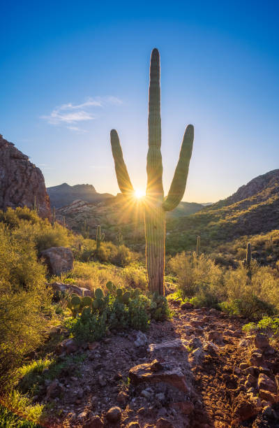 Sunrise in Bulldog Canyon in Tonto National Forest off the Apache Trail Sunrise in Bulldog Canyon in Tonto National Forest off the Apache Trail colorado river toad stock pictures, royalty-free photos & images