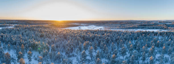 panorama aérien panoramique du coucher de soleil de la forêt de pins nordiques. les rayons du soleil brillent à travers les arbres. journée d’hiver ensoleillée dans le nord de la suède, vasterbotten, umea - norrland photos et images de collection