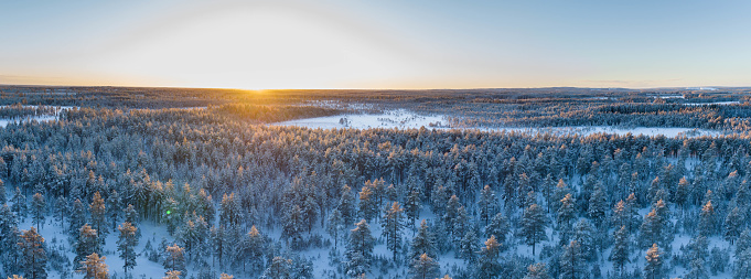 Scenic aerial sunset panorama of northern pine tree forest. Sun rays shine through trees. Sunny winter day in Northern Sweden, Vasterbotten, Umea