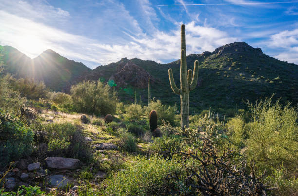 Beautiful sunrise in the majestic McDowell Mountains near Bell Pass stock photo