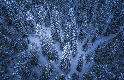 Spectacular aerial side view on snow covered dark pine tree forest after snowfall, white winter landscape In Northern Sweden, Vasterbotten, Umea.