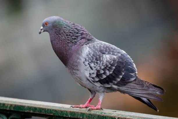 istock Close up image of a domestic pigeon 1471504622