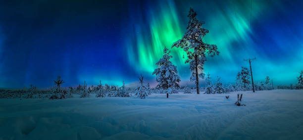 istock Aurora green lights panorama at northern sky, young snowy pine tree forest 1471504736