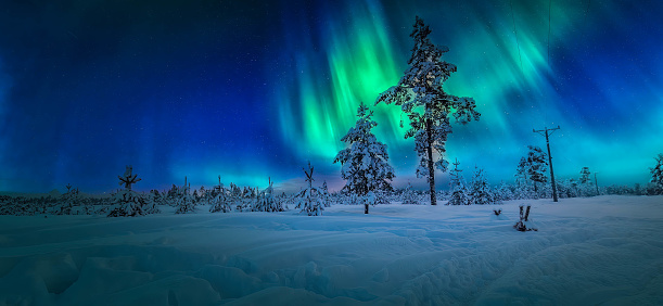 Aurora green lights panorama at northern sky, young snowy pine tree forest