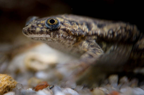 istock Close up of a salamander under water 1471504957