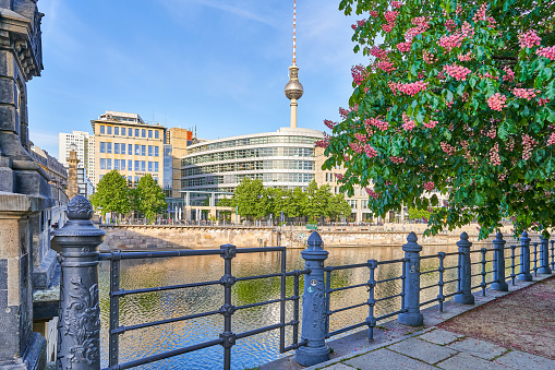 berlin city, in the center on the river spree with view of berlin television tower a landmark of the capital with a pink blossoming chestnut tree in the foreground in spring with blue sky