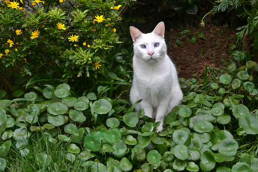 White female cat with blue eyes and squint, sitting in the middle of the backyard vegetation. On the first plateau, Acariçoba plants (Hydrocotyle umbellata) and Cosmos in the background.