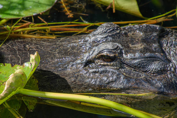istock Beautiful specimen of aligator 1471506291