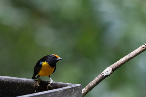istock Orange Bellied Euphonia bird eating tropical fruit 1471507346