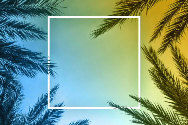 istock Tropical palm tree leaves with colorful sun light gradient on sunset sky abstract background, Summer vacation and nightlife party border, Retro blue and orange summer square template backdrop with copy space 1471507519