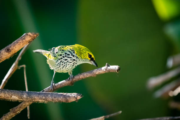 istock Speckled tanager bird perched on a branch 1471507744
