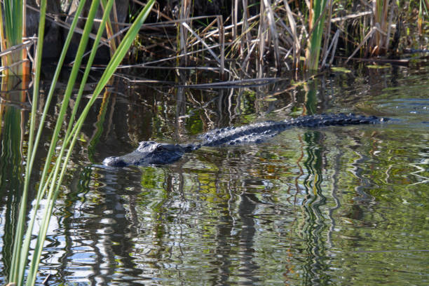 istock Beautiful specimen of aligator 1471507899